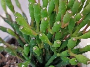 Rhipsalis Salicarnioides | TropicalXay