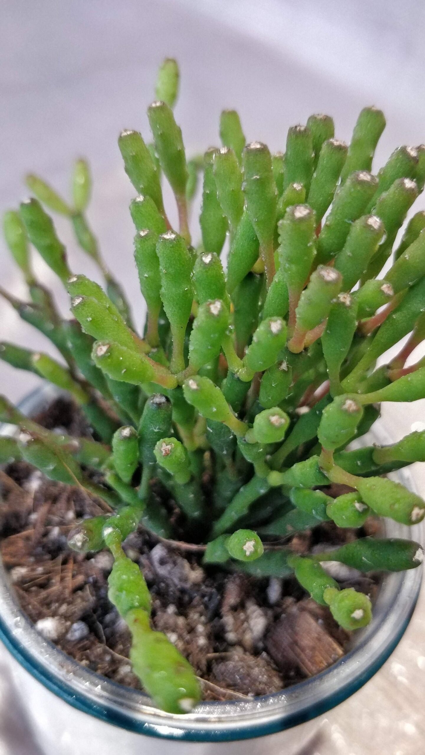 Rhipsalis Salicarnioides | TropicalXay