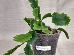 Rhipsalis Oblonga