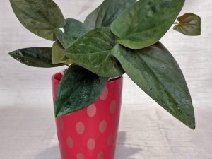 Syngonium Erythrophyllum