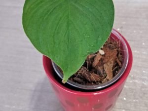 Philodendron Fibraecataphyllum