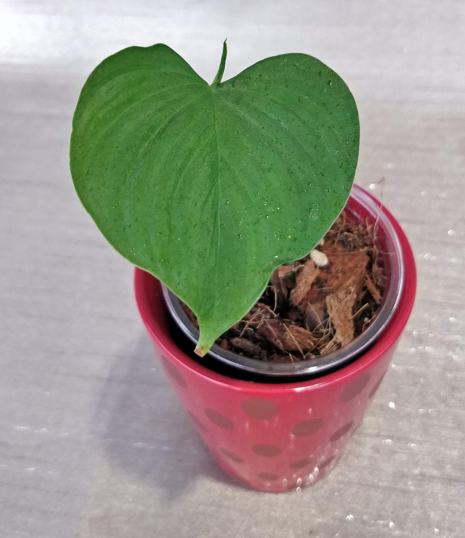 Philodendron Fibraecataphyllum