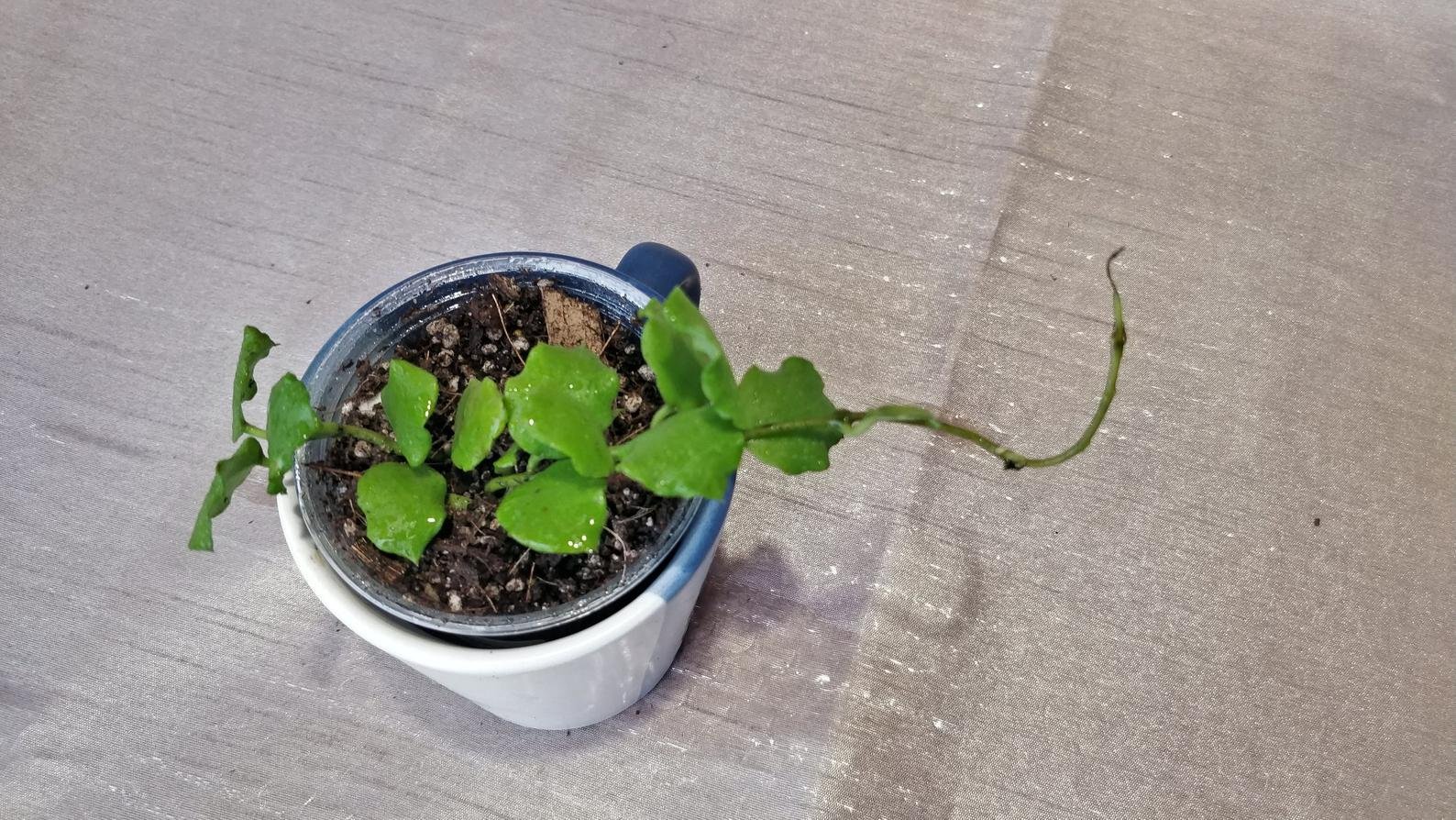 Hoya Kanyakumariana B