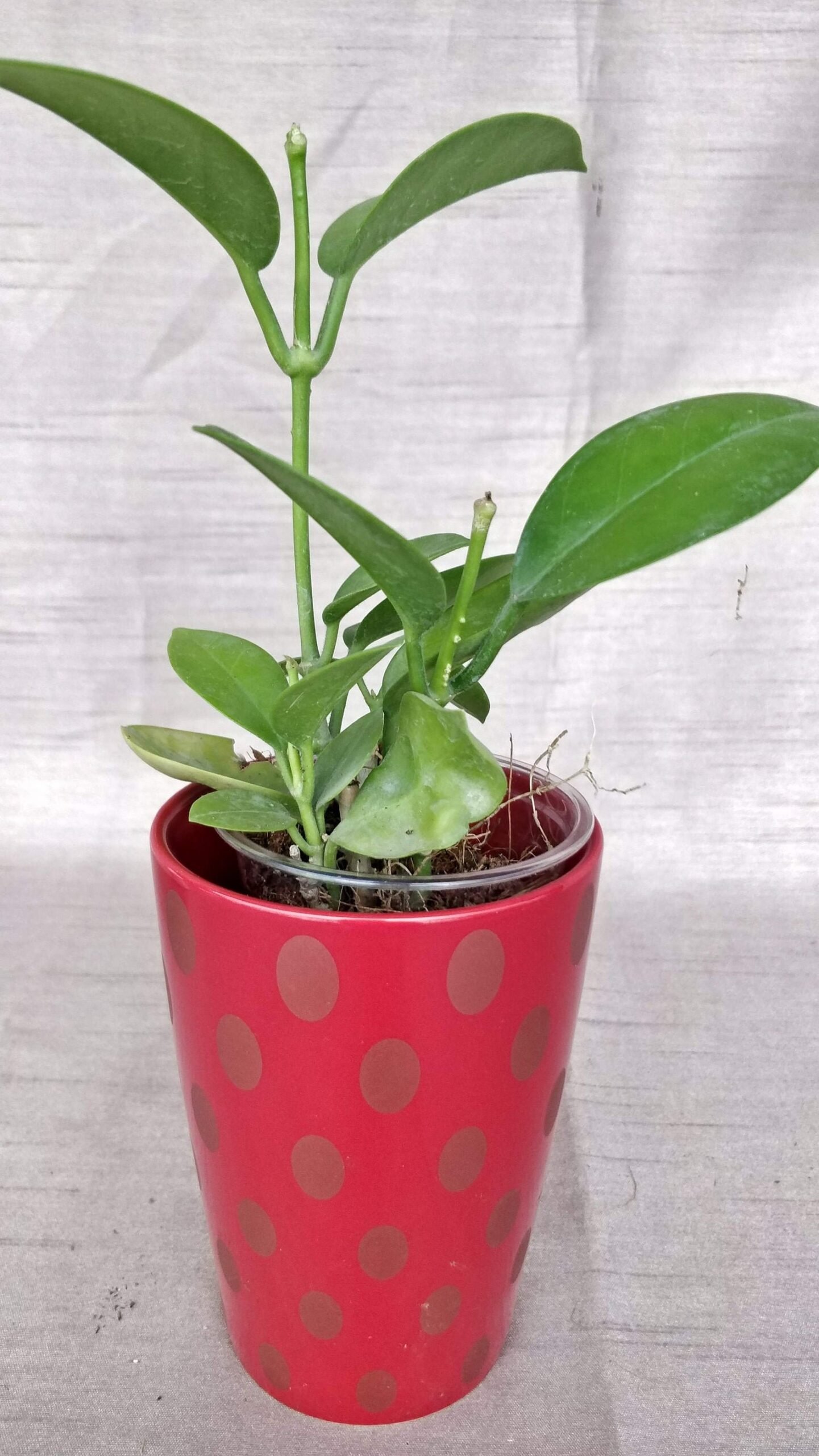 Hoya Autralis - Image 2