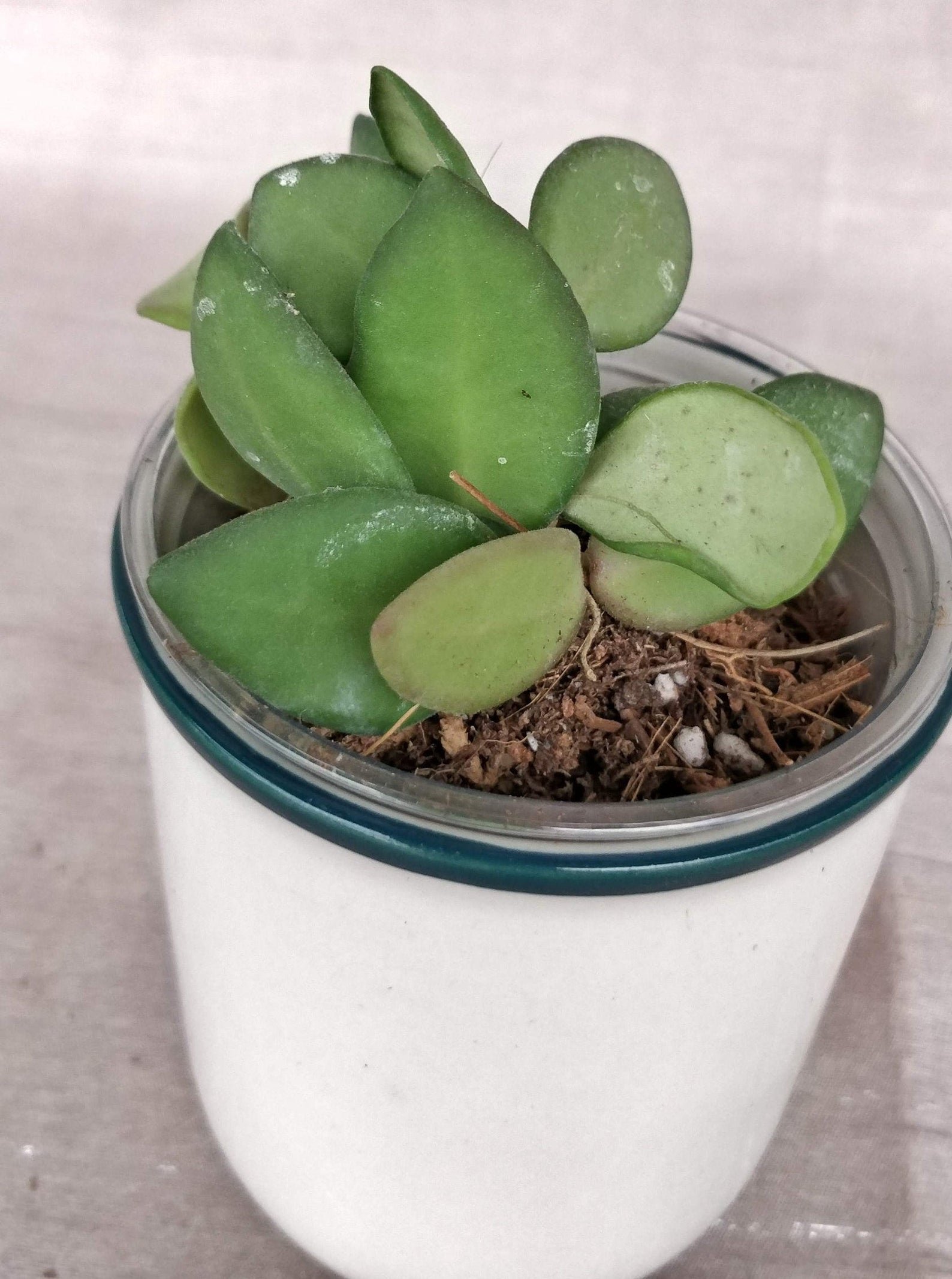 Hoya Bilobata - Image 2