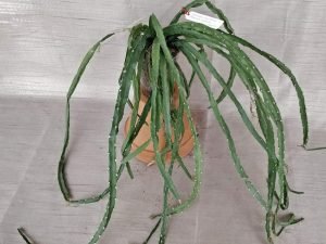 Lepsimium Cruiciforme - Hurricane Cactus