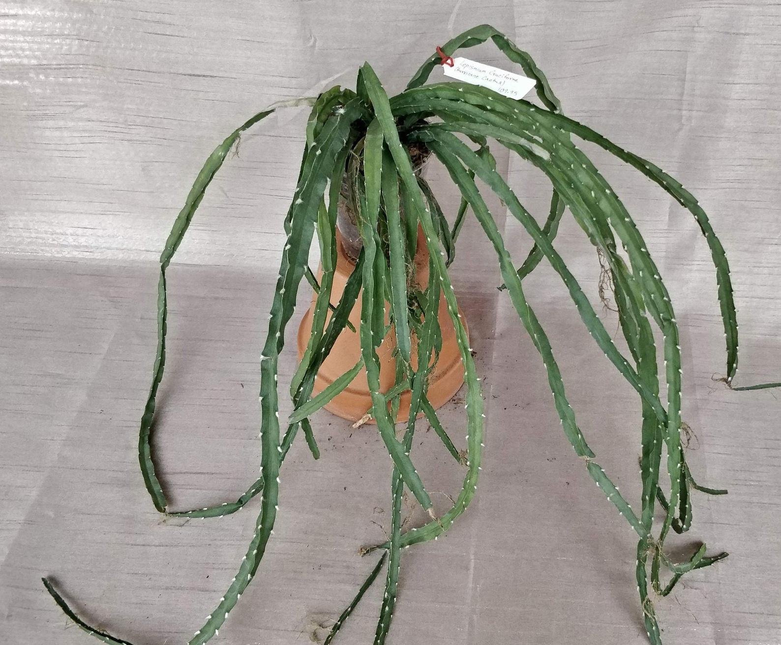 Anthurium Vittariforium (A) - Image 4