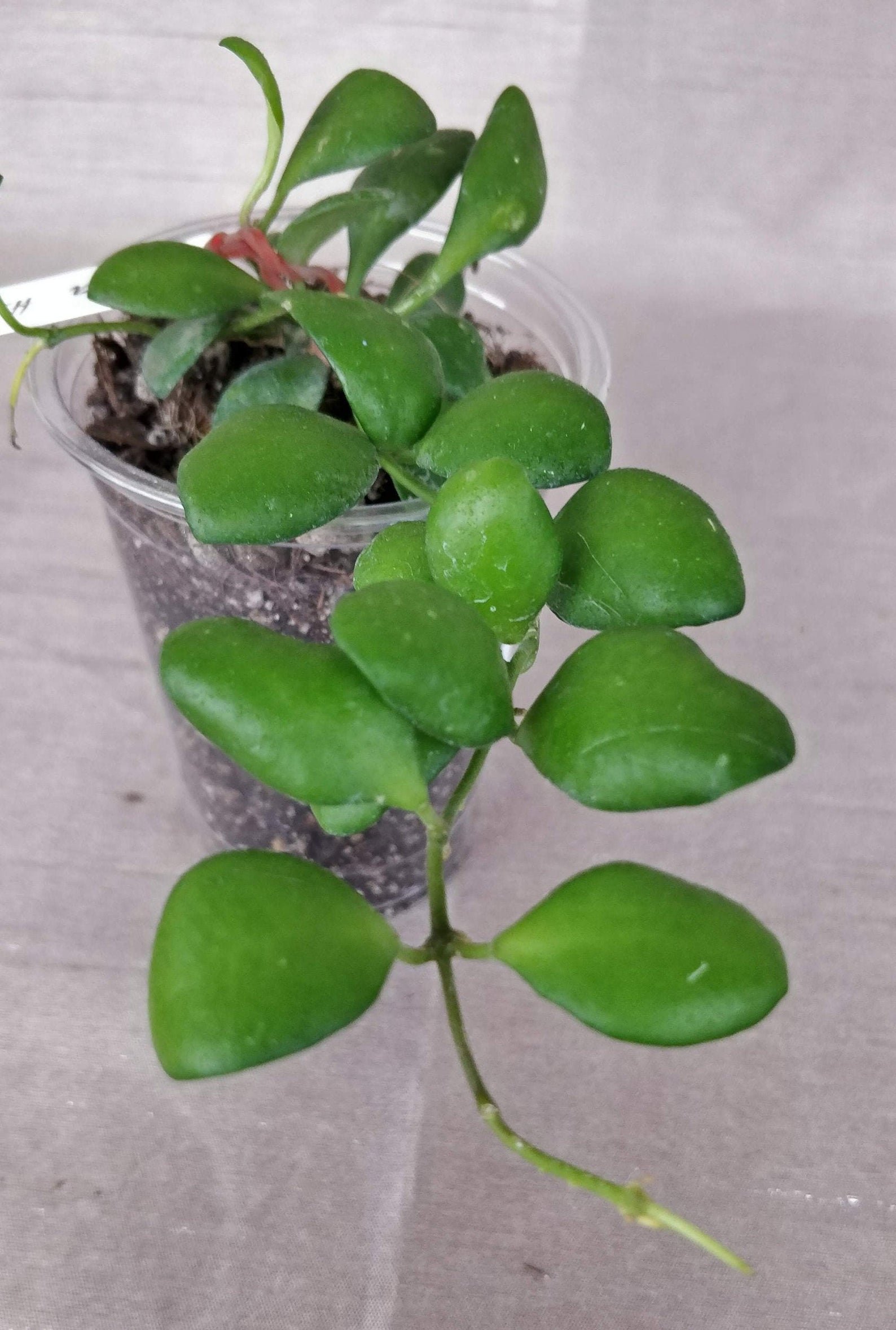 Hoya Heuschkeliana
