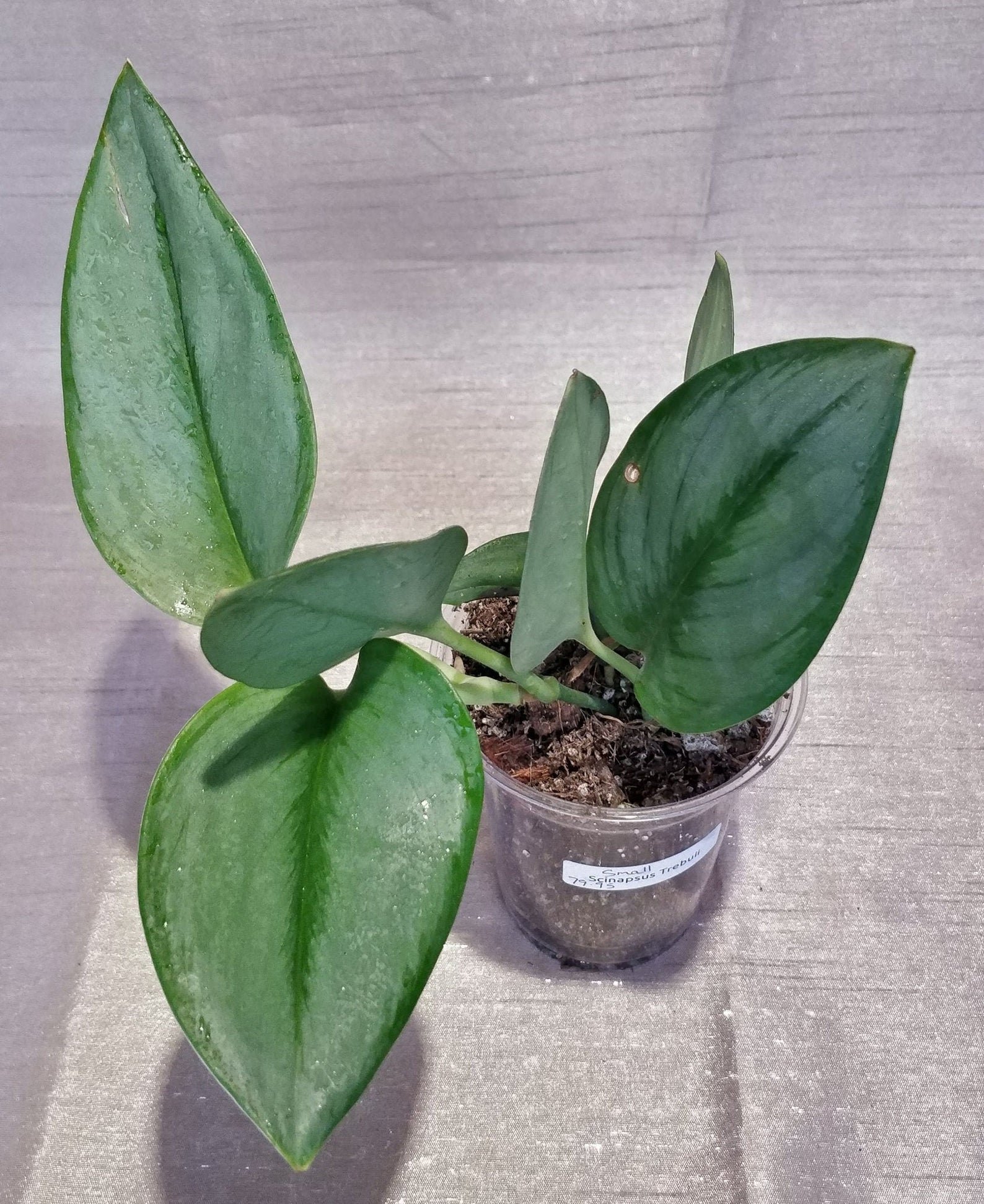 Scindapsus Treubii - Moonlight (Small)