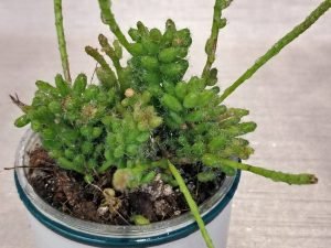 Rhipsalis Mesembryantnemoides