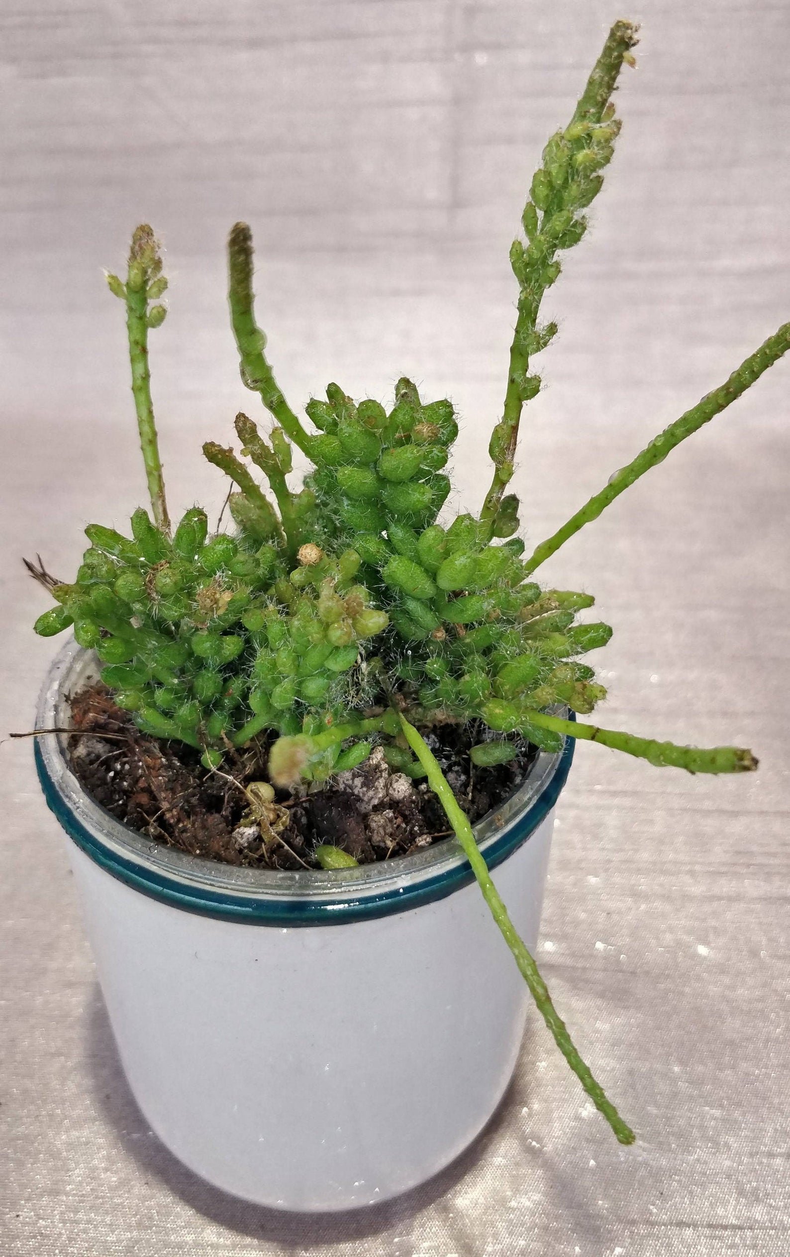 Rhipsalis Mesembryantnemoides