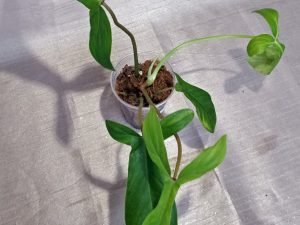Philodendron 69686