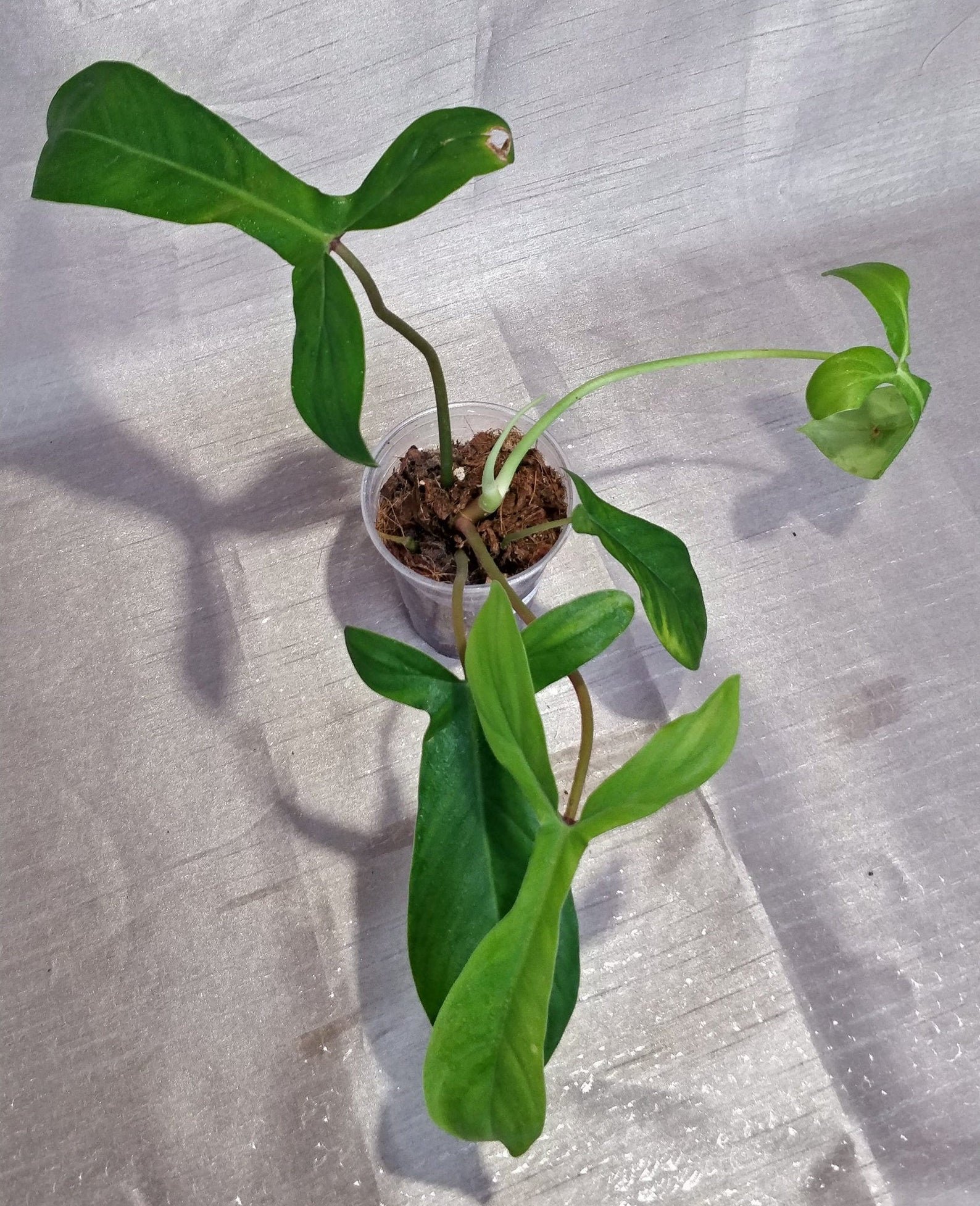 Philodendron 69686