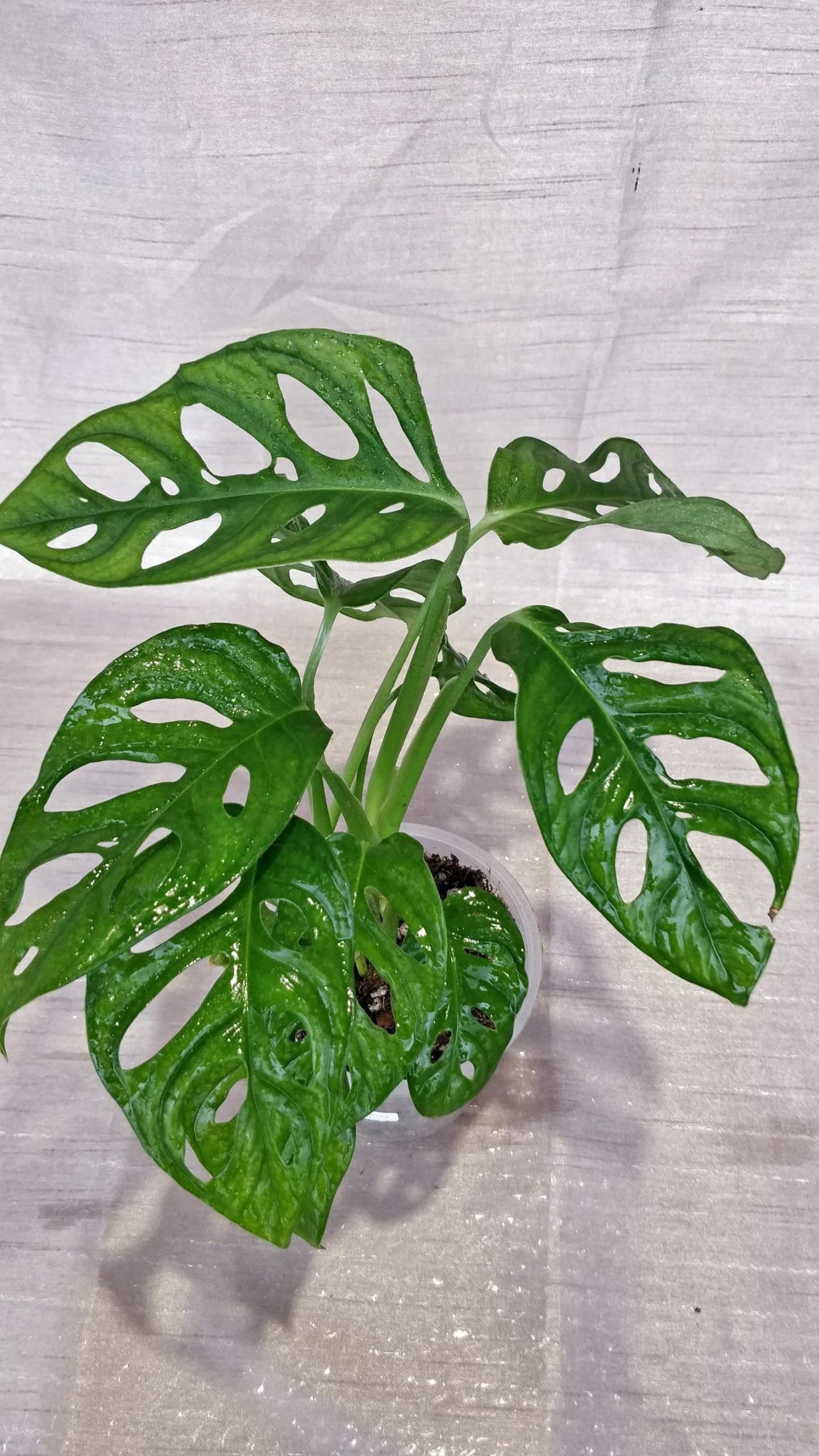 Monstera Lechleriana - Image 5