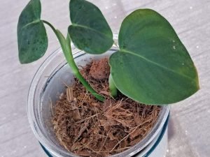 Philodendron Lupinum