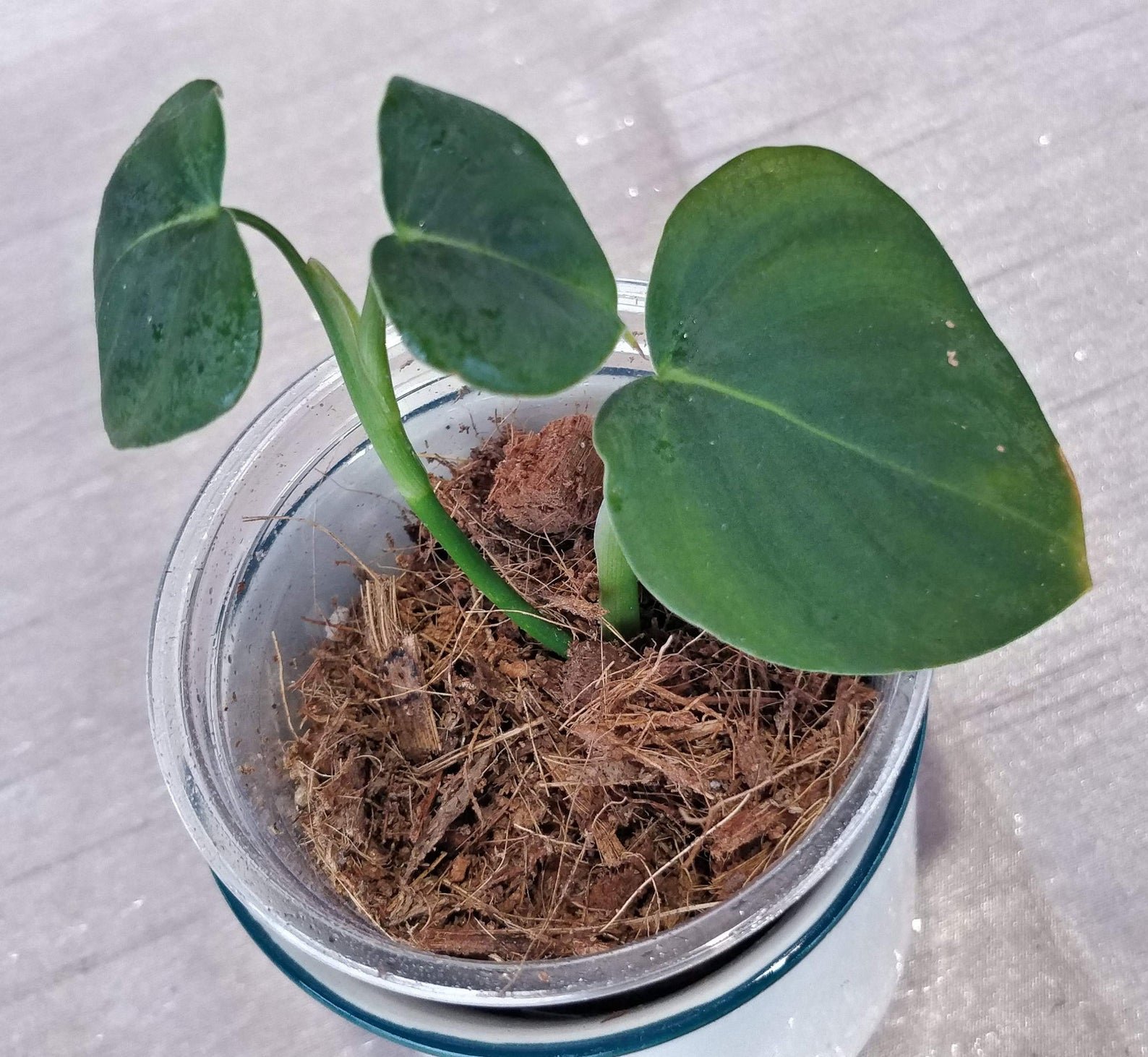 Philodendron Lupinum