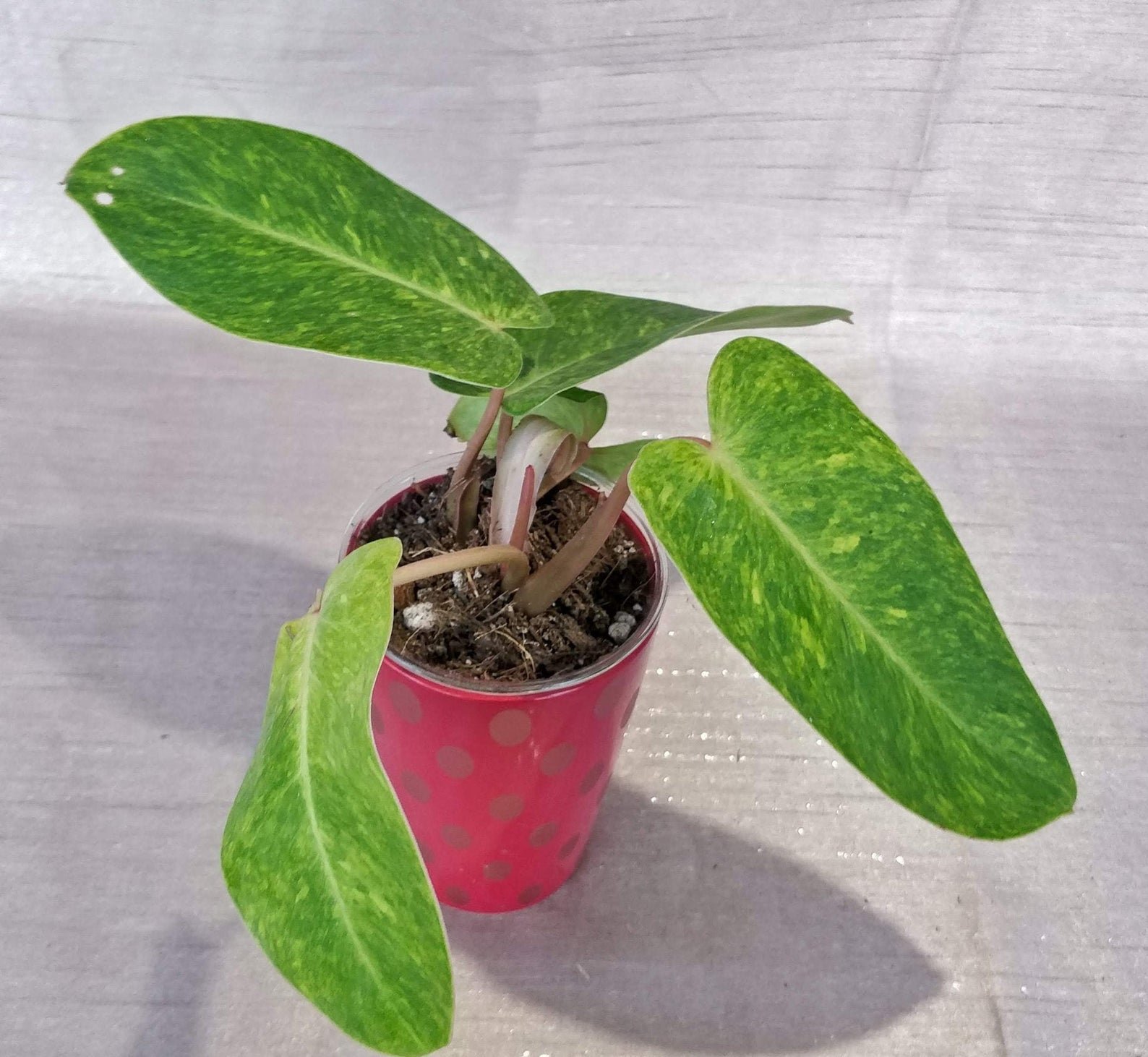 Philodendron Painted Lady - Image 8