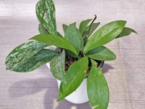 Hoya Publicalyx Splash