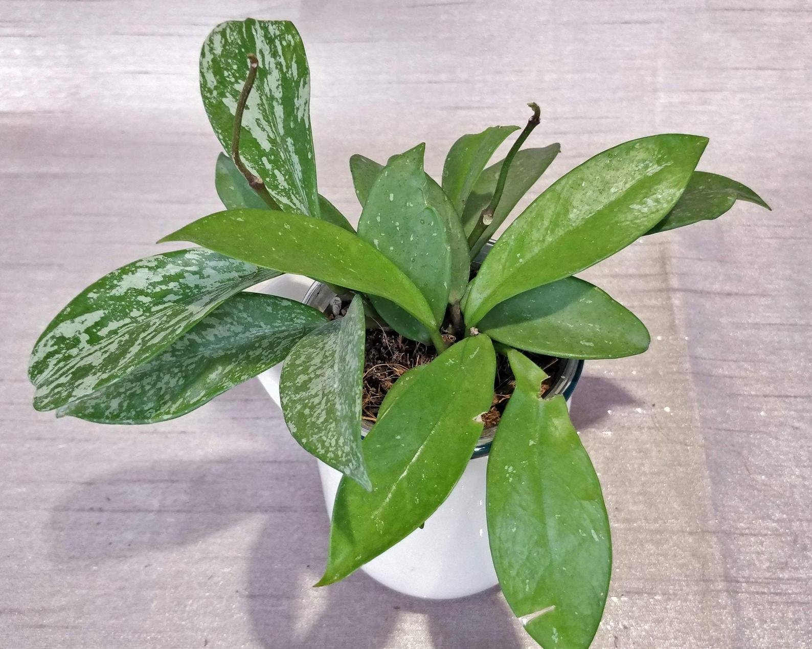 Hoya Publicalyx Splash