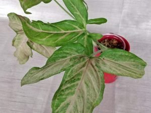 Syngonium Pink Splash