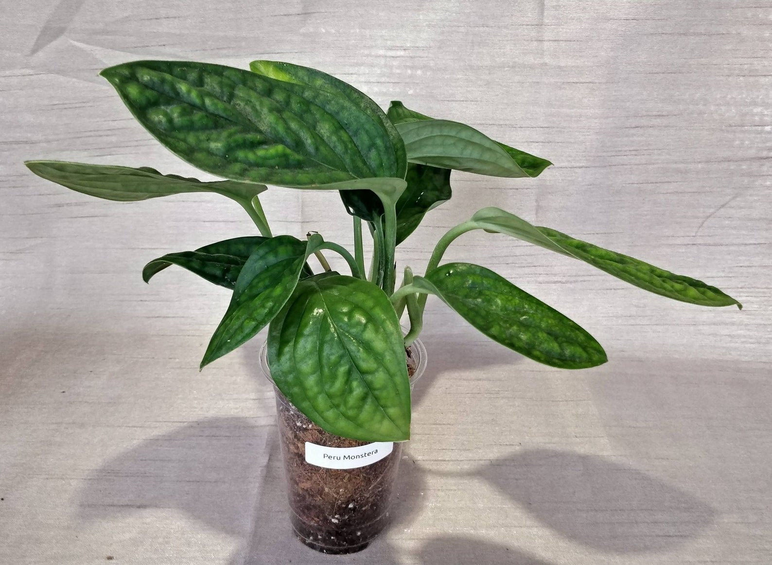 Monstera Peru