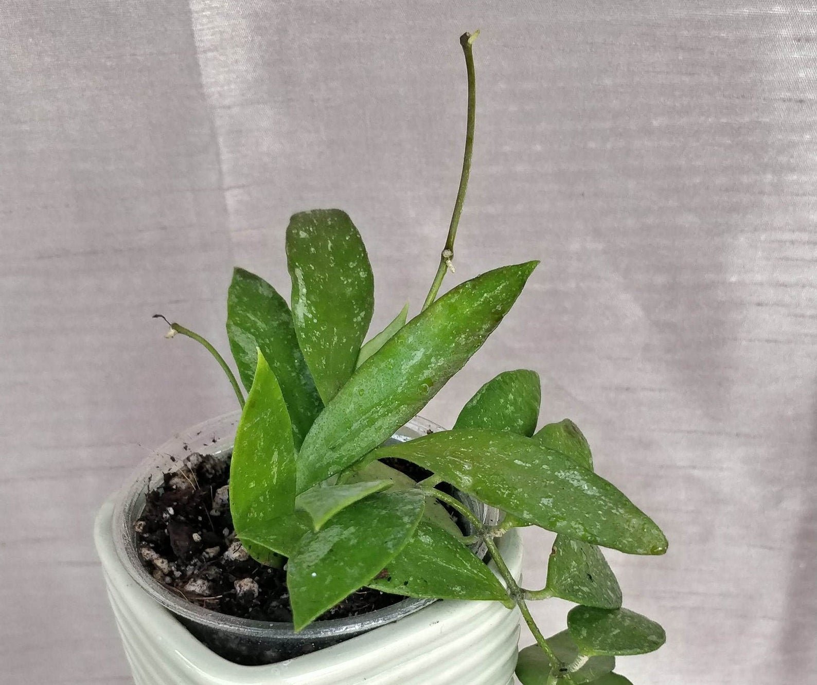 Hoya Memoria Gracilis - Image 2