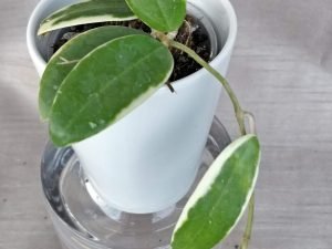 Hoya Acuta Variegated