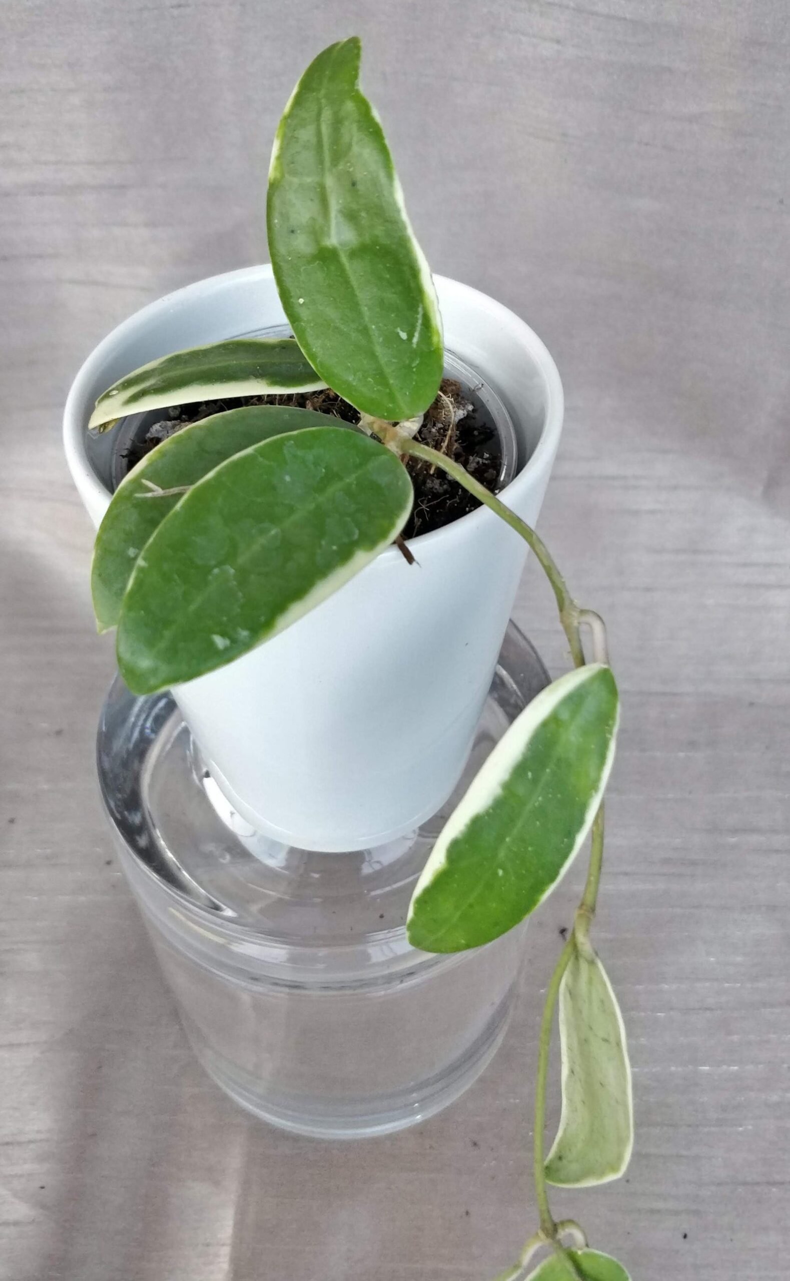 Hoya Acuta Variegated