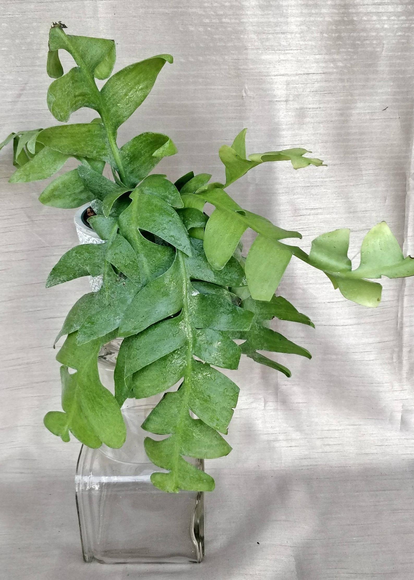 Selenicereus Chrysocardium - Fern Leaf Cactus (Large) - Image 5