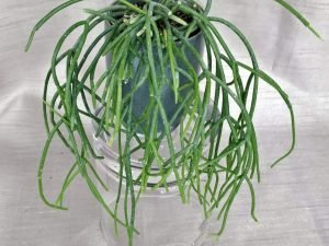 Rhipsalis Baccifera - Spaghetti Cactus