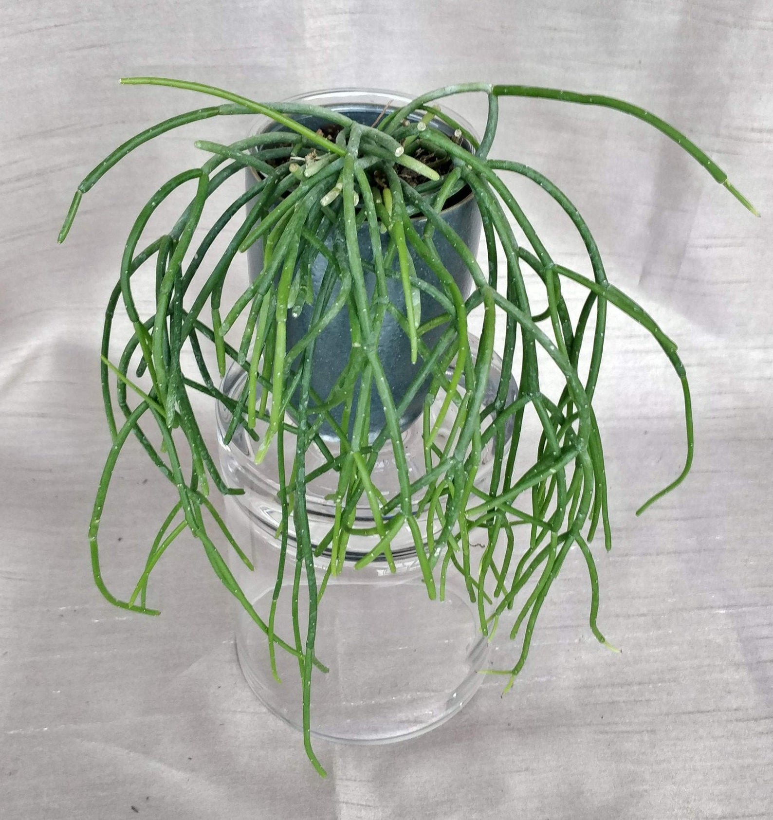 Rhipsalis Baccifera - Spaghetti Cactus