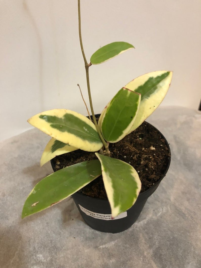 Hoya Parasitica Abonarinata Variegated - Image 2