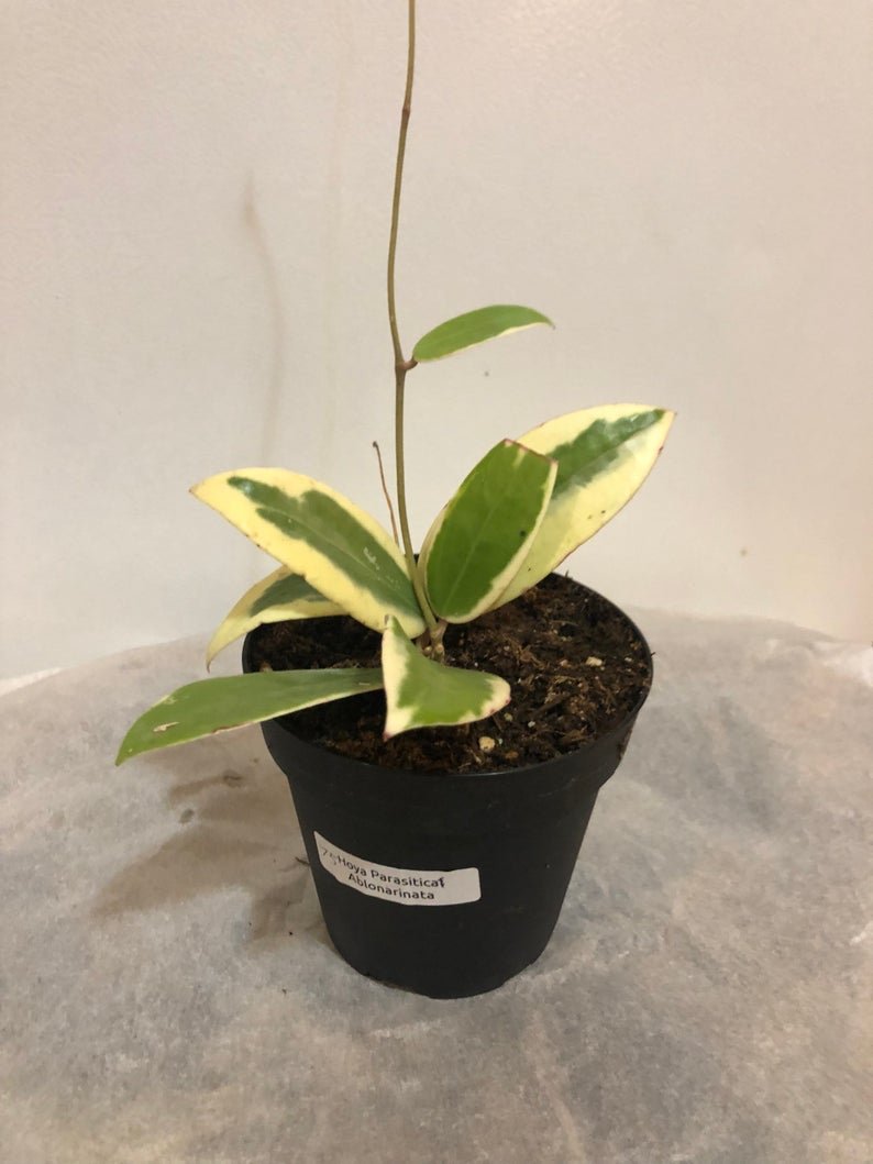 Hoya Parasitica Abonarinata Variegated - Image 3
