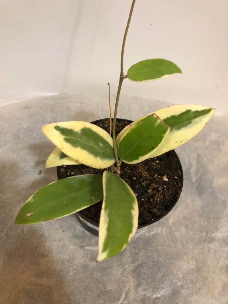 Hoya Parasitica Abonarinata Variegated - Image 5