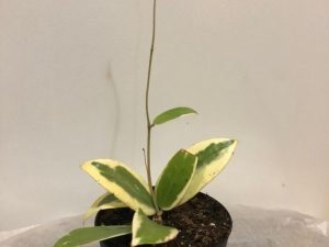 Hoya Parasitica Abonarinata Variegated