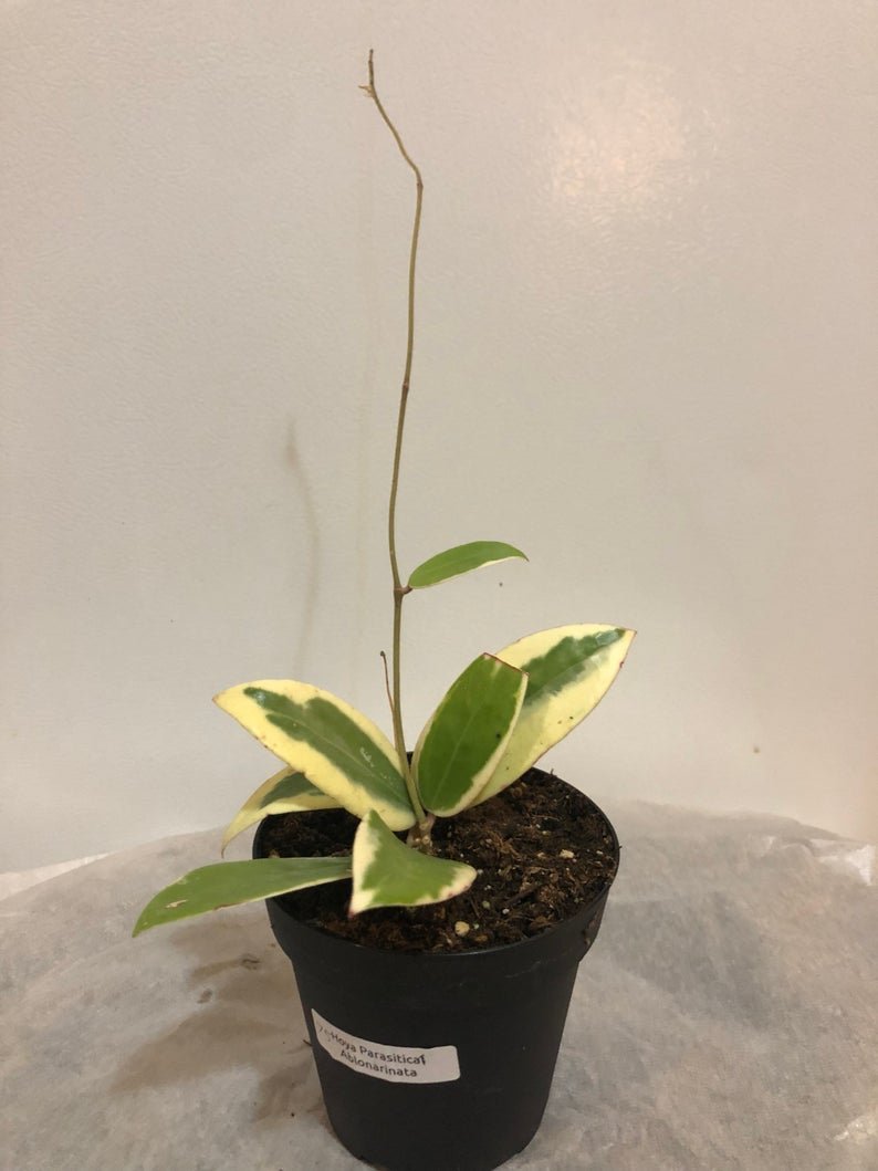 Hoya Parasitica Abonarinata Variegated