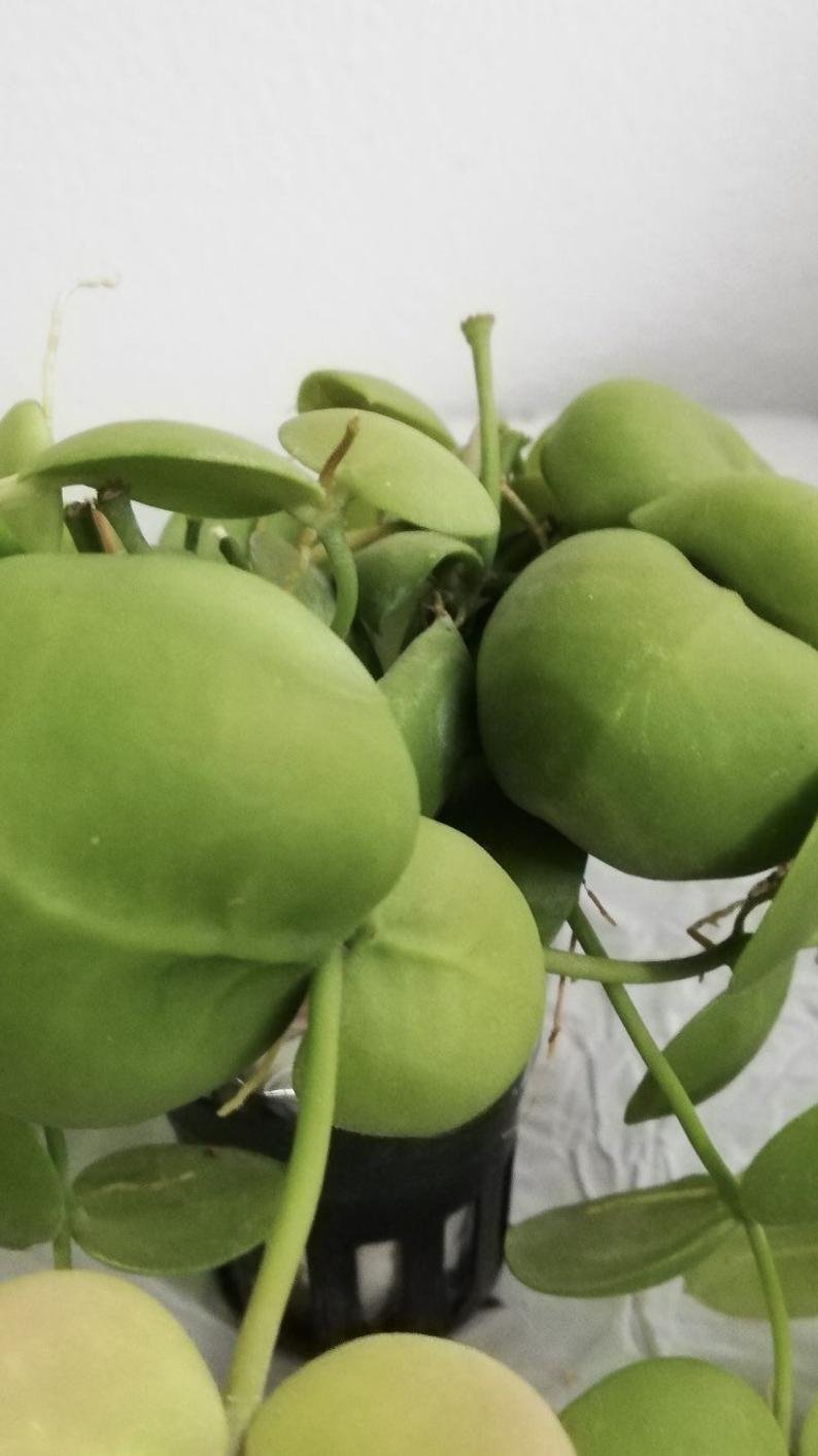 Dischidia imbricata - Image 7