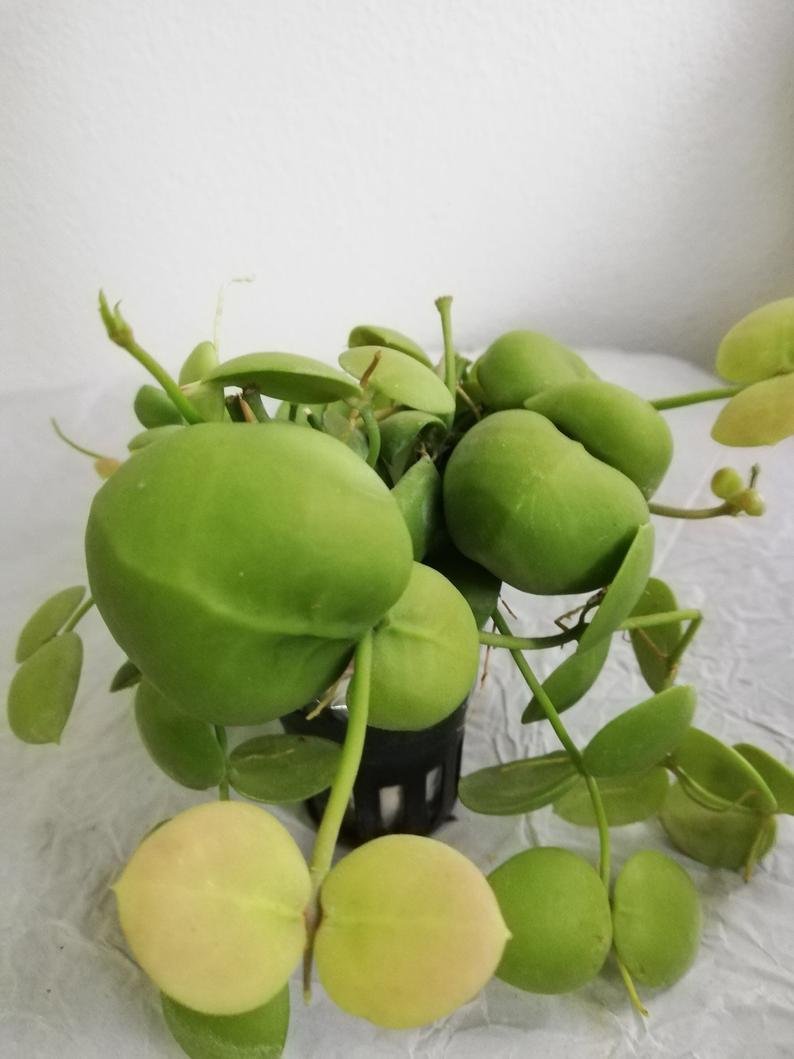 Dischidia imbricata - Image 6