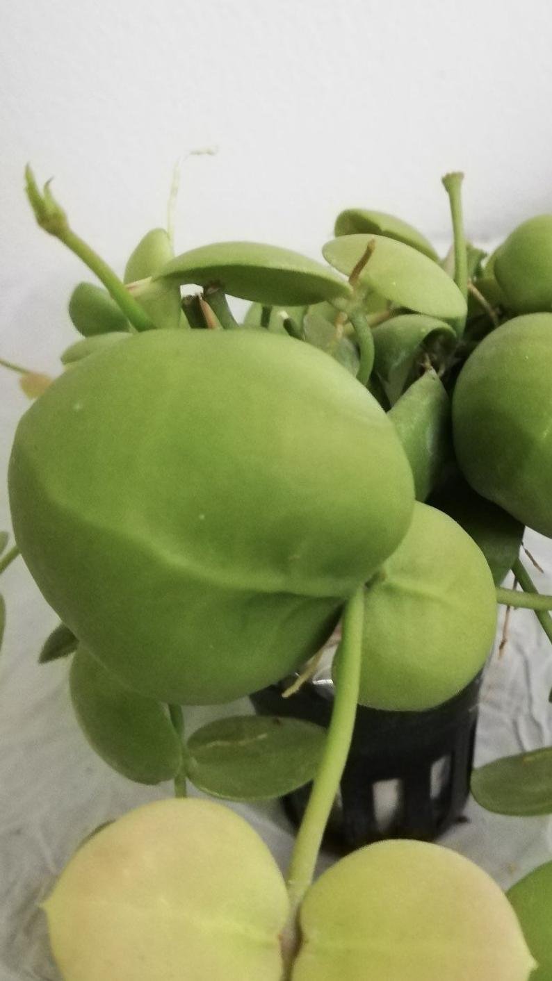 Dischidia imbricata - Image 5