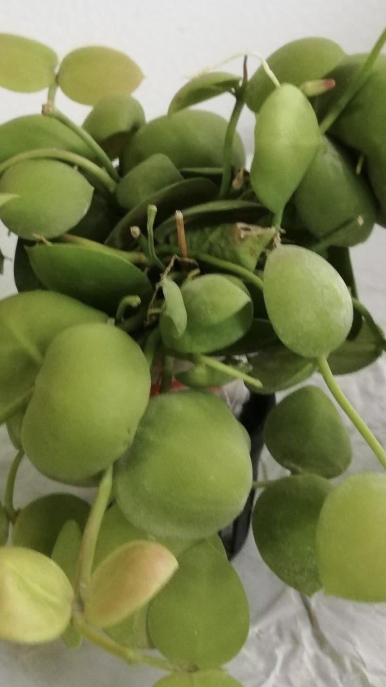 Dischidia imbricata - Image 4