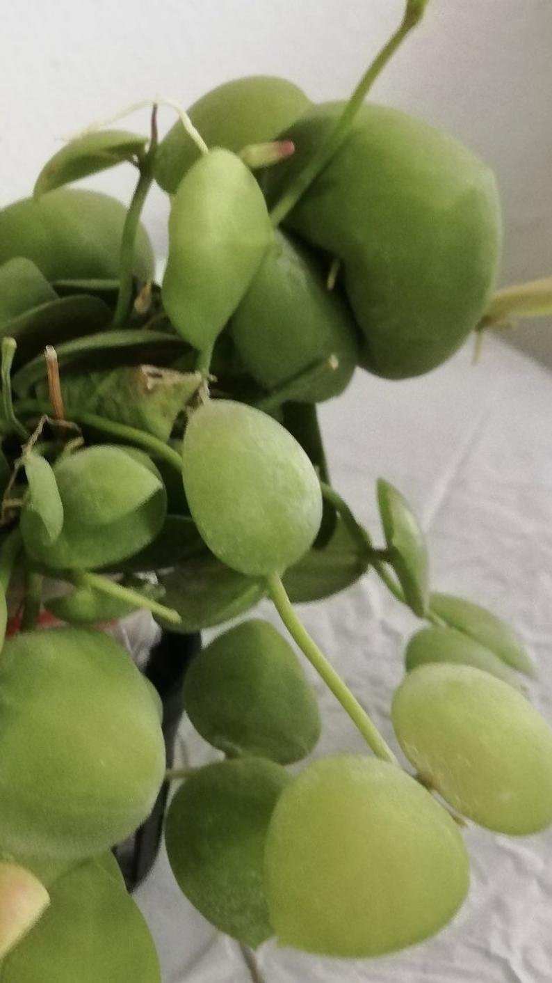 Dischidia imbricata - Image 3