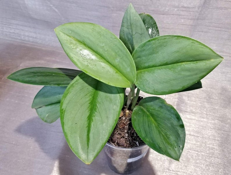 Scindapsus Treubii - Moonlight (Small) - Image 2