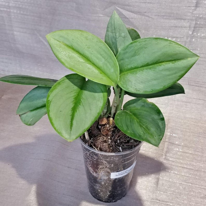 Scindapsus Treubii - Moonlight (Small) - Image 3