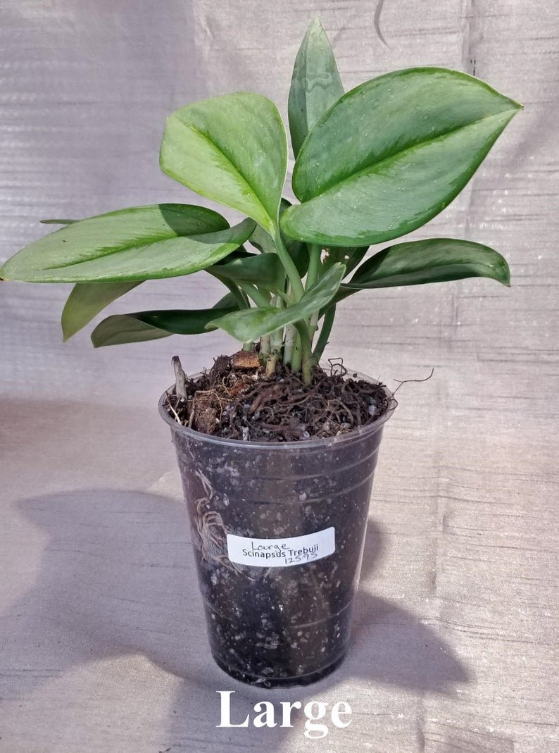 Scindapsus Treubii - Moonlight (Small) - Image 4