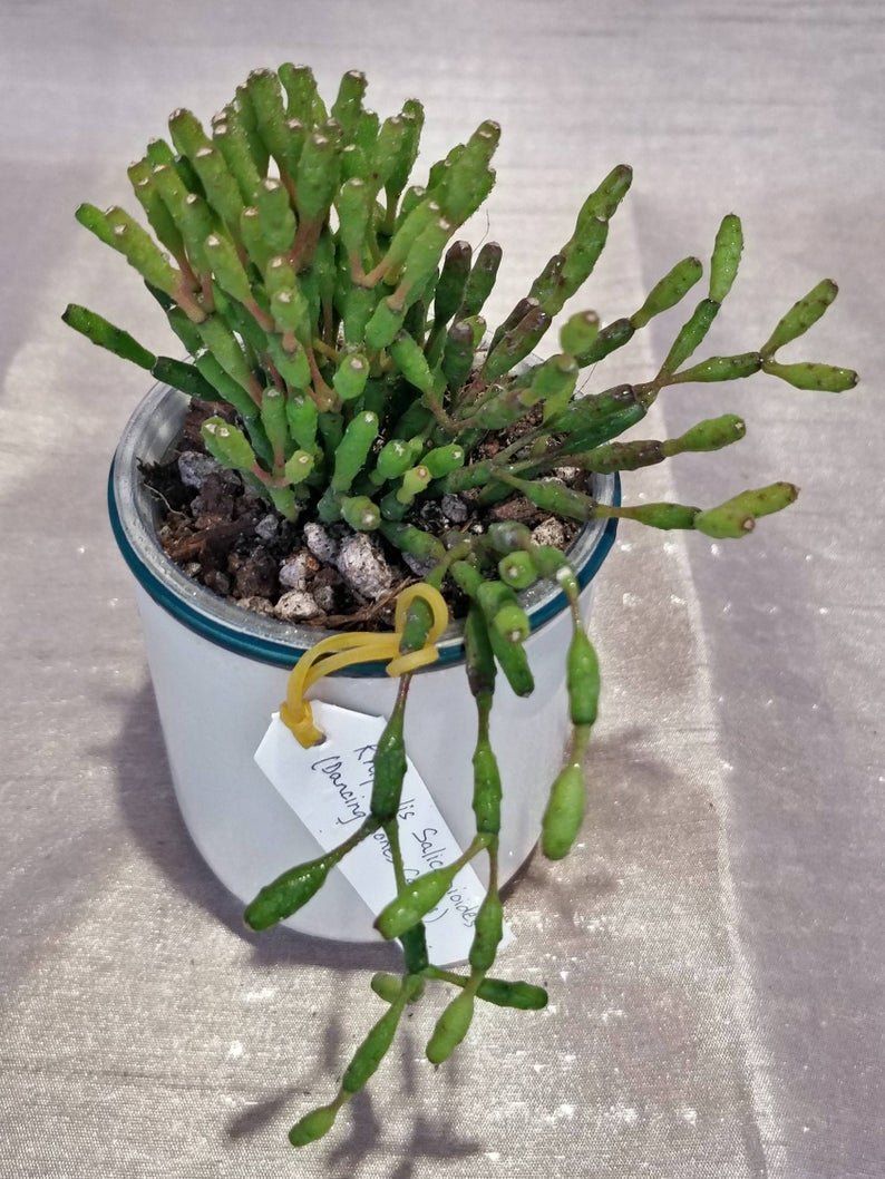 Rhipsalis Salicarnioides | TropicalXay - Image 9