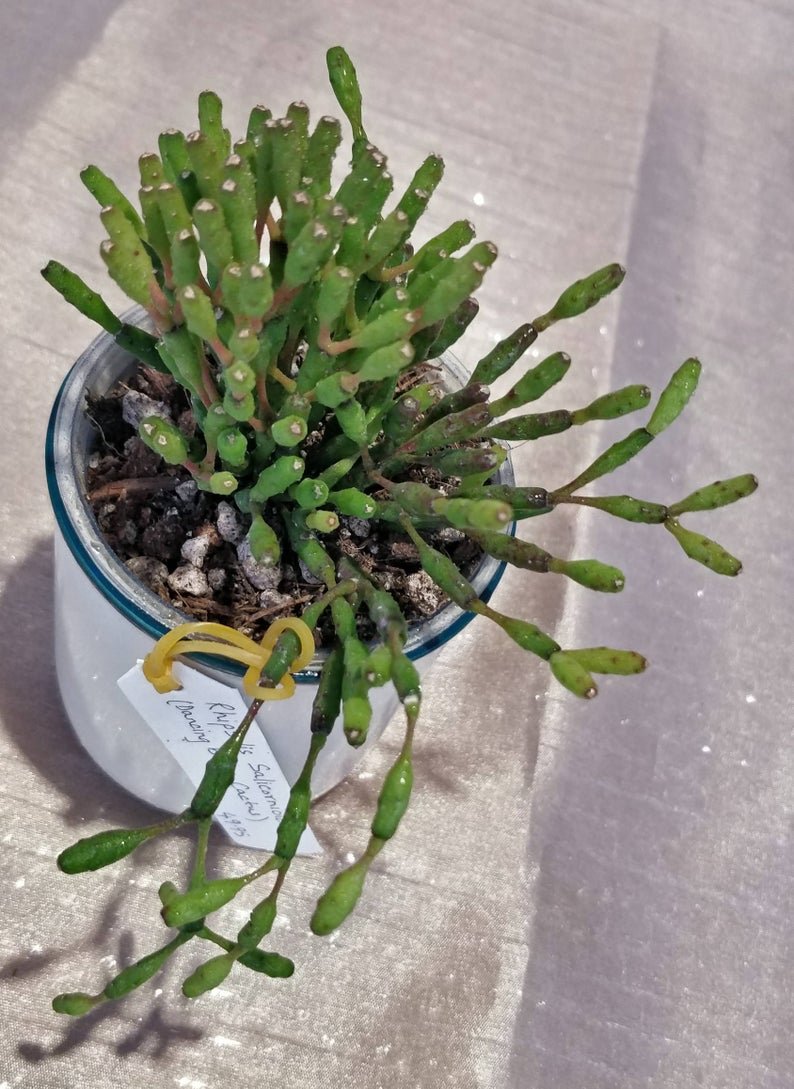 Rhipsalis Salicarnioides | TropicalXay - Image 8