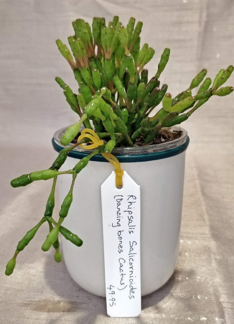 Rhipsalis Salicarnioides | TropicalXay - Image 7