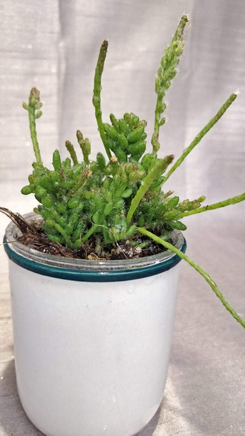 Rhipsalis Mesembryantnemoides - Image 10