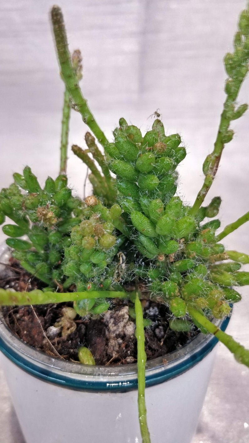 Rhipsalis Mesembryantnemoides - Image 9