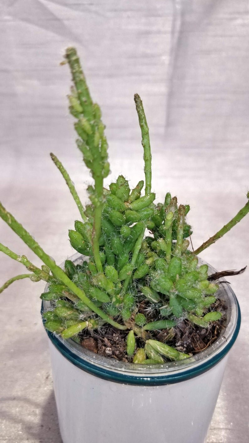 Rhipsalis Mesembryantnemoides - Image 8